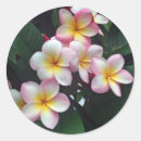 Suche nach rosa plumeria aufkleber Blumenreich