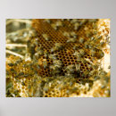 Suche nach south africa poster Animal