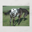 Suche nach appaloosa postkarten Western