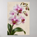 Suche nach elegante orchidee poster Blume
