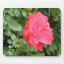 Suche nach englische rose mousepads Blumenreich