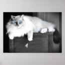 Suche nach die fäule poster Katze