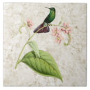 Suche nach tropische kolibris fliesen Natur