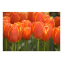 Suche nach keukenhof poster Detail