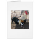 Suche nach krähende Vogel