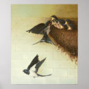 Suche nach schwalben poster Nest