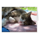 Suche nach leblos Katze