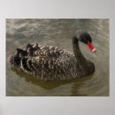 Suche nach schwan poster Fluss