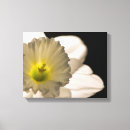 Suche nach narzisse leinwandbilder Daffodil