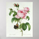 Suche nach rosa centifolia poster Botanisch