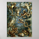 Suche nach haeckel poster Vintag