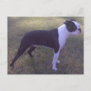 Suche nach boston terrier postkarten Hunde
