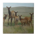 Suche nach kälber fliesen Für alle