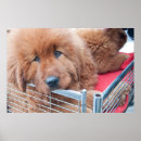 Suche nach mastiffs poster Niedlich