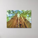 Suche nach redwood leinwandbilder Natur