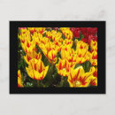 Suche nach gelbe tulpen postkarten Für sie
