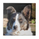 Suche nach border collie fliesen Colliese