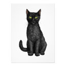 Suche nach weiße katze poster Kätzchen