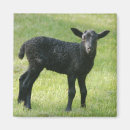 Suche nach wikinger magnete Schwarzes