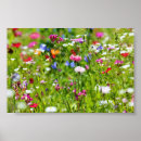 Suche nach blumenwiese poster Blumenfeld