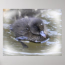 Suche nach entlein poster Fotografie