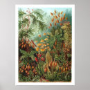 Suche nach historische drucke poster Natur