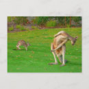 Suche nach känguru postkarten Wallaby