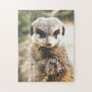 Suche nach mekka puzzle Wild