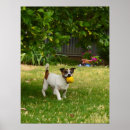 Suche nach russel poster Hund