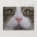Suche nach katzengesicht postkarten Niedlich