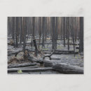 Suche nach in yellowstone Blume