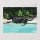 Suche nach springender hund postkarten Deutscher hirte