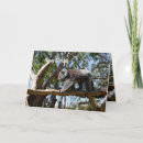 Suche nach koala bear karten Tragen