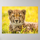 Suche nach geparden poster Große katze