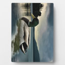 Suche nach enten fotoplatten Mallard
