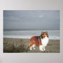 Suche nach sheltie poster Schäferhund