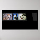 Suche nach huskies poster Sibirischer husky