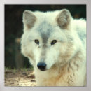 Suche nach grauer wolf poster Wild lebende tiere