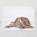 Suche nach tigerbecher Wildkatze