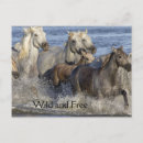 Suche nach galoppieren postkarten Pferde