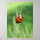 Suche nach marienkäfer poster Grün