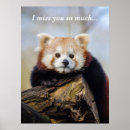 Suche nach red panda poster Süße tier
