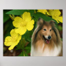 Suche nach für collies poster Hundekunst