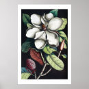 Suche nach magnolia poster Magnolien