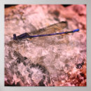 Suche nach damselfly Lila