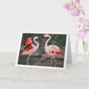 Suche nach rosa flamingos karten Jede person