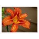 Suche nach tiger lily poster Natur
