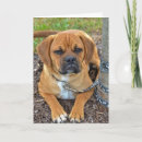 Suche nach puggle karten Welpe