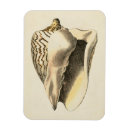 Suche nach sepia magnete Muschel