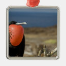 Suche nach prince ornamente Niemand